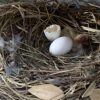 ベランダで鳩が卵を産む