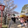 日岡山公園の桜並木と屋台が並ぶお花見エリア（加古川市）