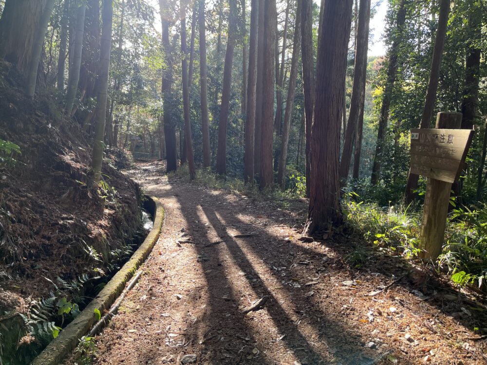 木立の中を進む山の辺の道の遊歩道。冬のやわらかな日差し。