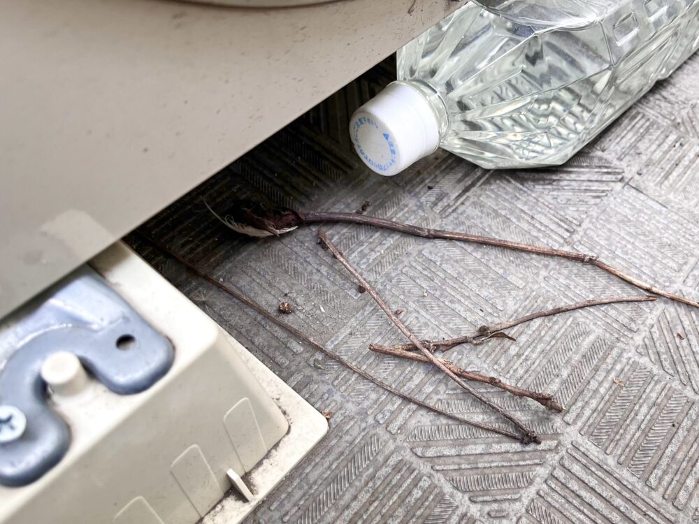 ベランダの室外機下の隙間に鳩が小枝を運び巣作りを始めている様子