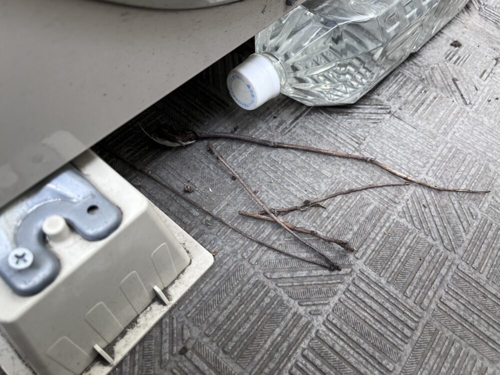 鳩が巣作りを始めているサイン　小枝を運んでくる