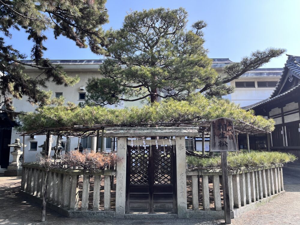 高砂神社境内に植えられている五代目相生の松