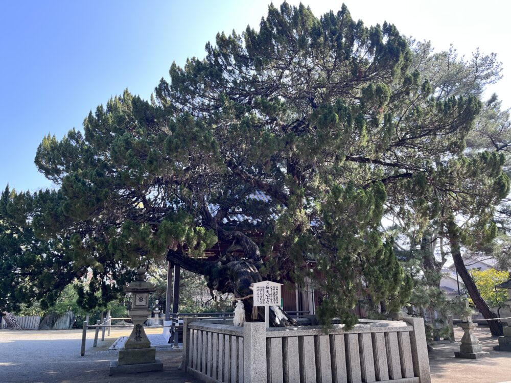 高砂神社の御神木いぶき。境内でひときわ大きく枝を広げる古木