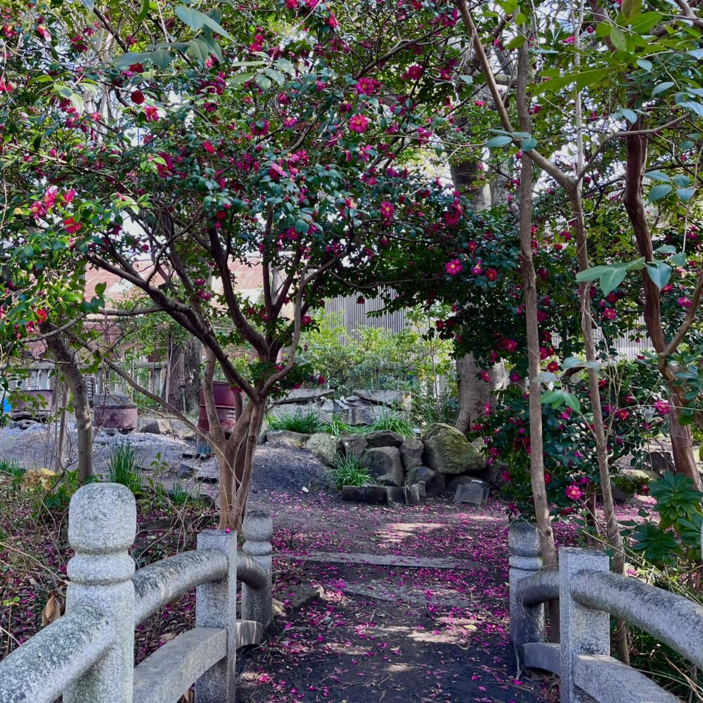 ひょうたん池のさざんか
